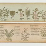 Two long manuscript pages with handwritten Tibetan script and drawings of plants