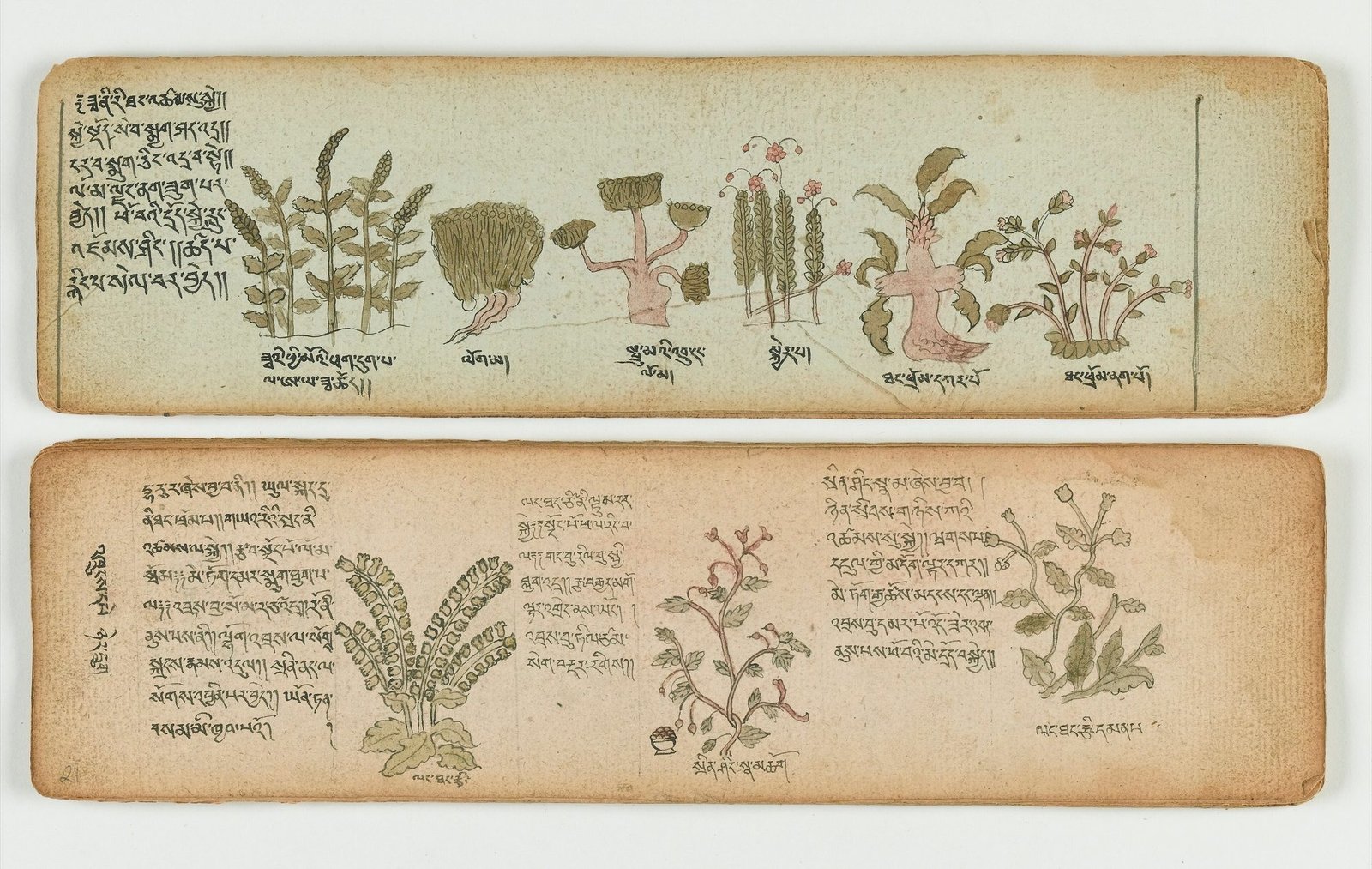 Two long manuscript pages with handwritten Tibetan script and drawings of plants
