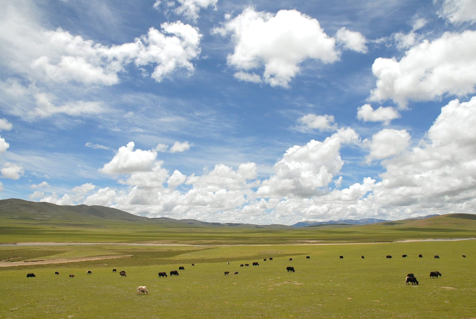 Yaks scattered across a wide green plain under a blue sky full of white clouds