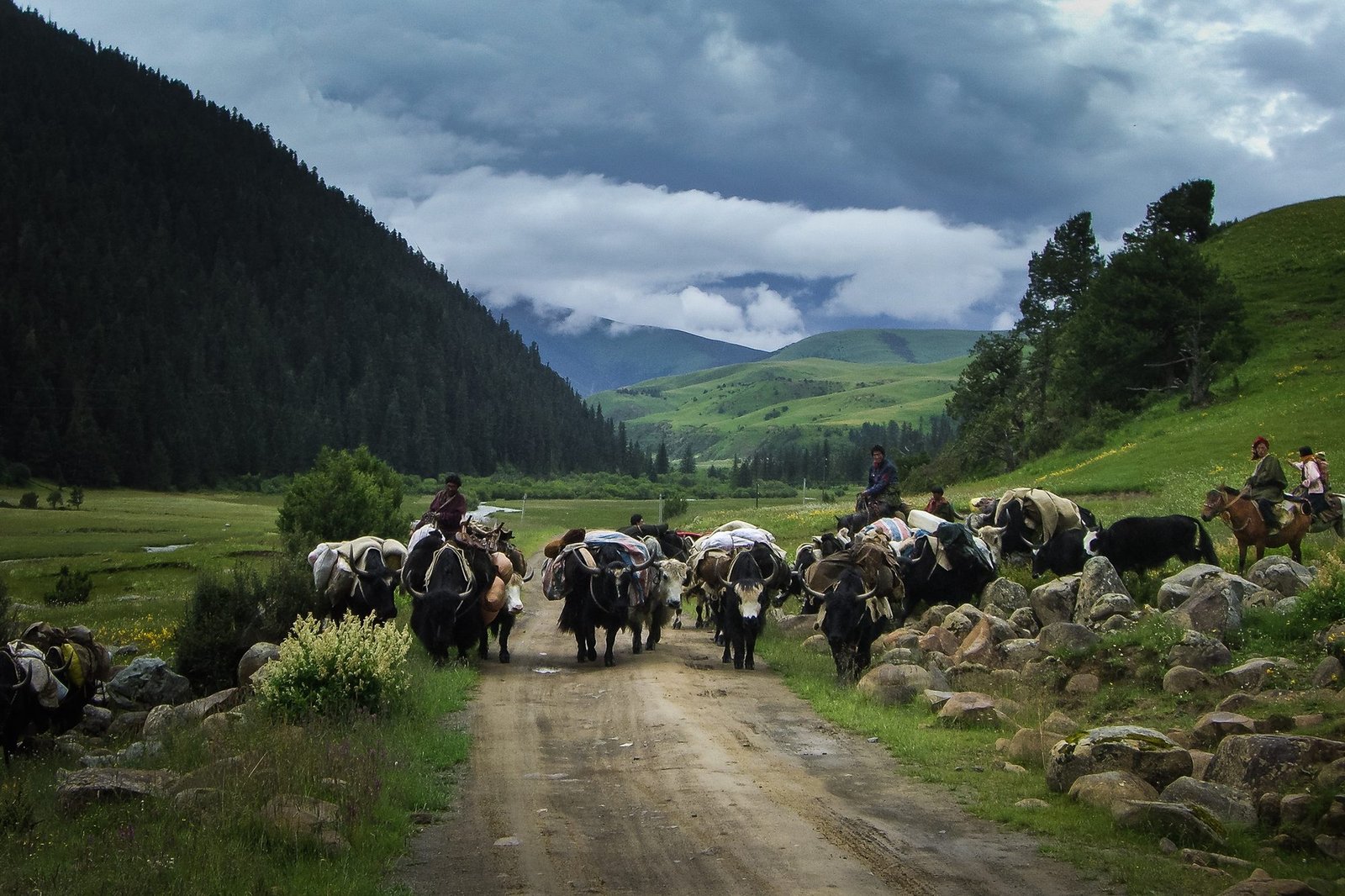 Pack yaks loaded with bundles walk down a dirt road through a green valley, herders on horseback beside them